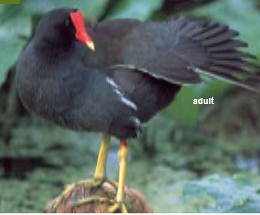 <p><span><span>Gallinula chloropus </span></span></p>