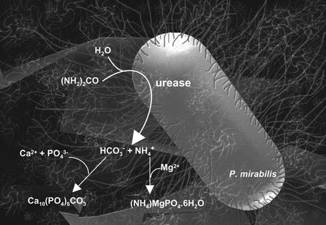 <ul><li><p>some catheter infections cause blockage of the catheter —&gt; requires fast treatment as theres nowhere for the urine to go </p></li><li><p>crystalline structure deposits (magnesium ammonium phosphate) and a poorly crystalline form of apatite (hydroxylated calcium phosphate)</p></li><li><p>bacteria on top of the crystals guide the formation of crystals</p></li><li><p>bacteria then colonise the crystals —&gt; caused by protens morabilis</p><ul><li><p>highly motile and covered in flagella</p></li><li><p>has urease enzyme which allows it to hydrolyse urea and increase urinary pH</p></li></ul></li></ul><ul><li><p>as urine becomes alkaline magnesium and calcium phosphate crystals are precipitated which blocks the flow of urine</p></li><li><p>the urea is then broken down into ammonia and hydrogen carbonate ion:</p><ul><li><p>hydrogen carbonate ion and the calium phosphate combine whilst the ammonia combines with the magnesium</p></li></ul></li></ul><p></p>