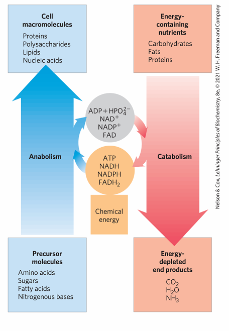 <p>According to the slide’s metabolic diagram, what is the role of catabolism and anabolism in energy transduction?</p>