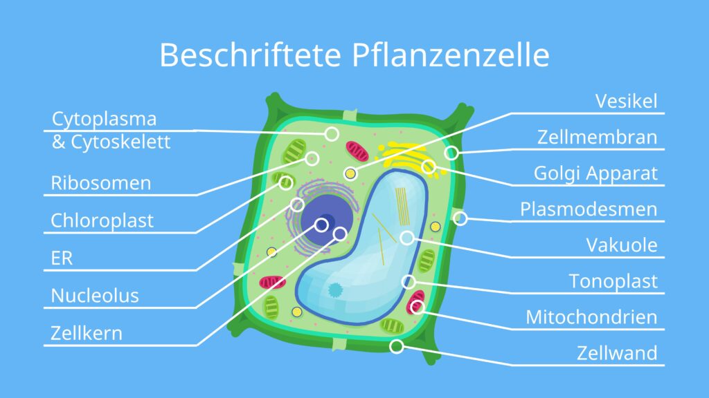 <ul><li><p>Organellen</p><p>→ zusätzlich Chloroplasten, Vakuole</p></li><li><p>Zellwand </p><p>→ Verleiht Stabilität + Verbindet Nachbarzellen miteinander</p></li><li><p>Zellmembran</p><p>→ lassen nur bestimmte Stoffei hinaus und hinein</p></li><li><p>Zellkern</p></li><li><p>Zellplasma</p></li></ul><p></p>