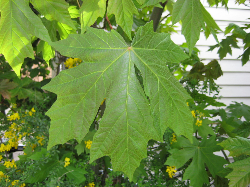 Blade: 5 lobbed leaf with deep margins, wide on top and tapper in at the "waist"
Bud: green trident bud, large winged samara (acute angle 1-1 1/2in)
Bark: shallow furrows, grey with orange lenticles, interlacing, flat furrows smooth on top, very large bush like, branches drape downward 