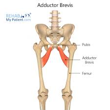 <p>Adductor brevis nerve</p>