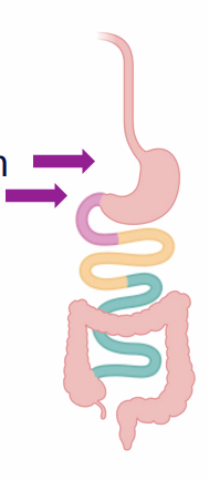 <p>PCFT: proton-coupled folate transporter</p><p>- duodenum, proximal jejunum</p><p>- PCFT only transports monoglutamate form of folate</p><p>- polyglutamate folate in diet must be converted to monoglutamate form for absorption</p><p>- Reaction facilitated by enzymes which remove (hydrolyse) glutamate</p>