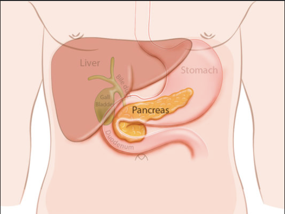 <p>pancreas: head</p>