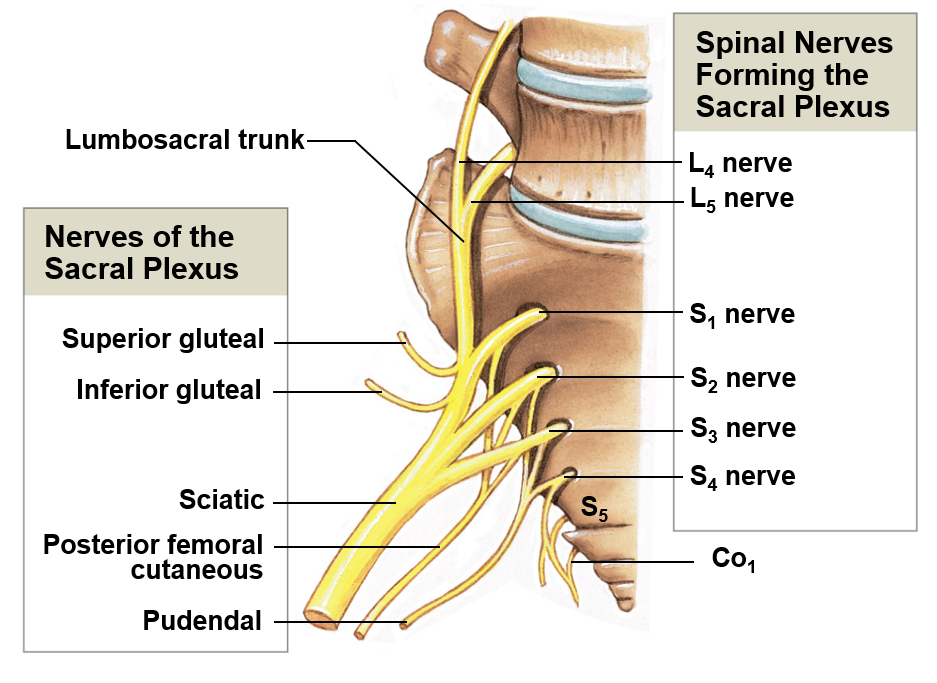 <p>Includes the ventral rami of L4-S4; helps innervate the leg</p>
