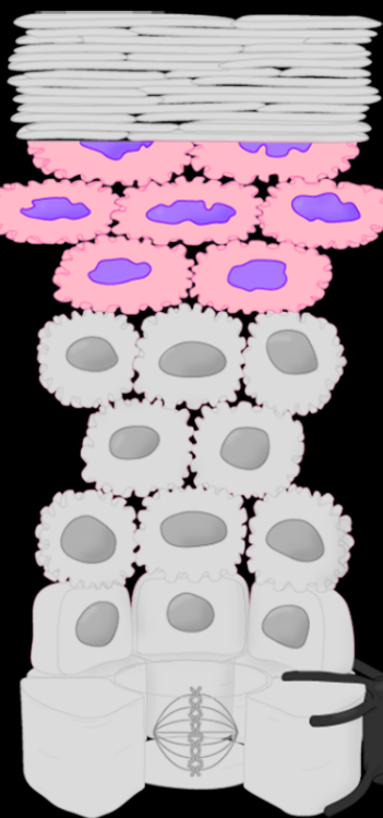 <p>Stratum Name & Function</p>