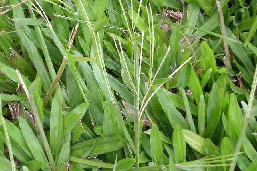 <p>Tropical Carpet Grass, Wide-Leaved Carpet Grass, Cow Grass, Rumput Parit</p>