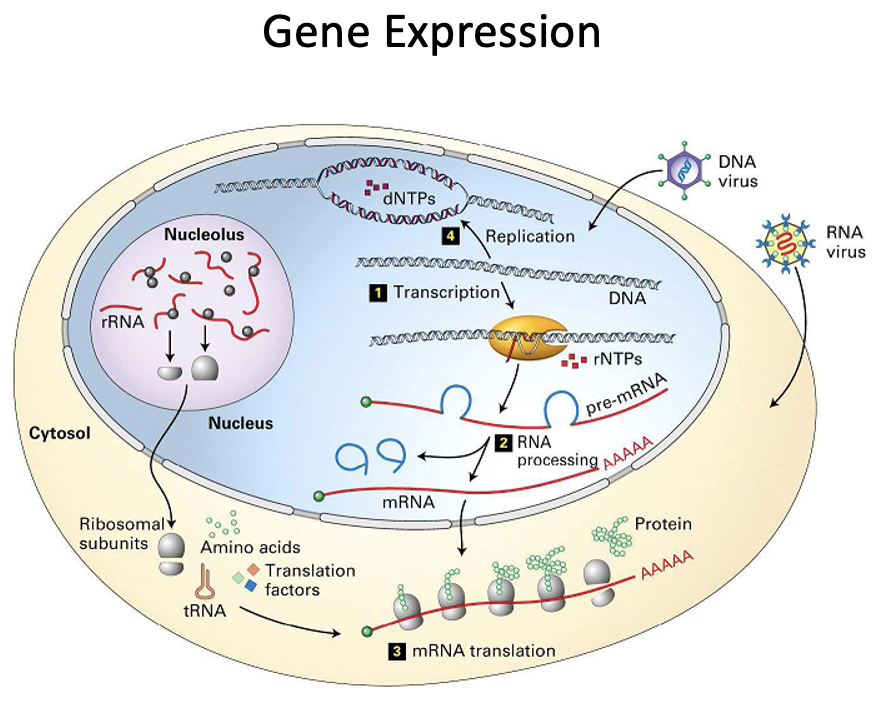 <ul><li><p><span>The combined process of transcription of a gene into mRNA, the processing of that mRNA, and its translation into protein</span></p></li><li><p><span>Required for:</span></p><ul><li><p><span>Adaptation</span></p></li><li><p><span>Tissue specific differentiation</span></p></li><li><p><span>Development </span></p></li></ul></li></ul><p></p>