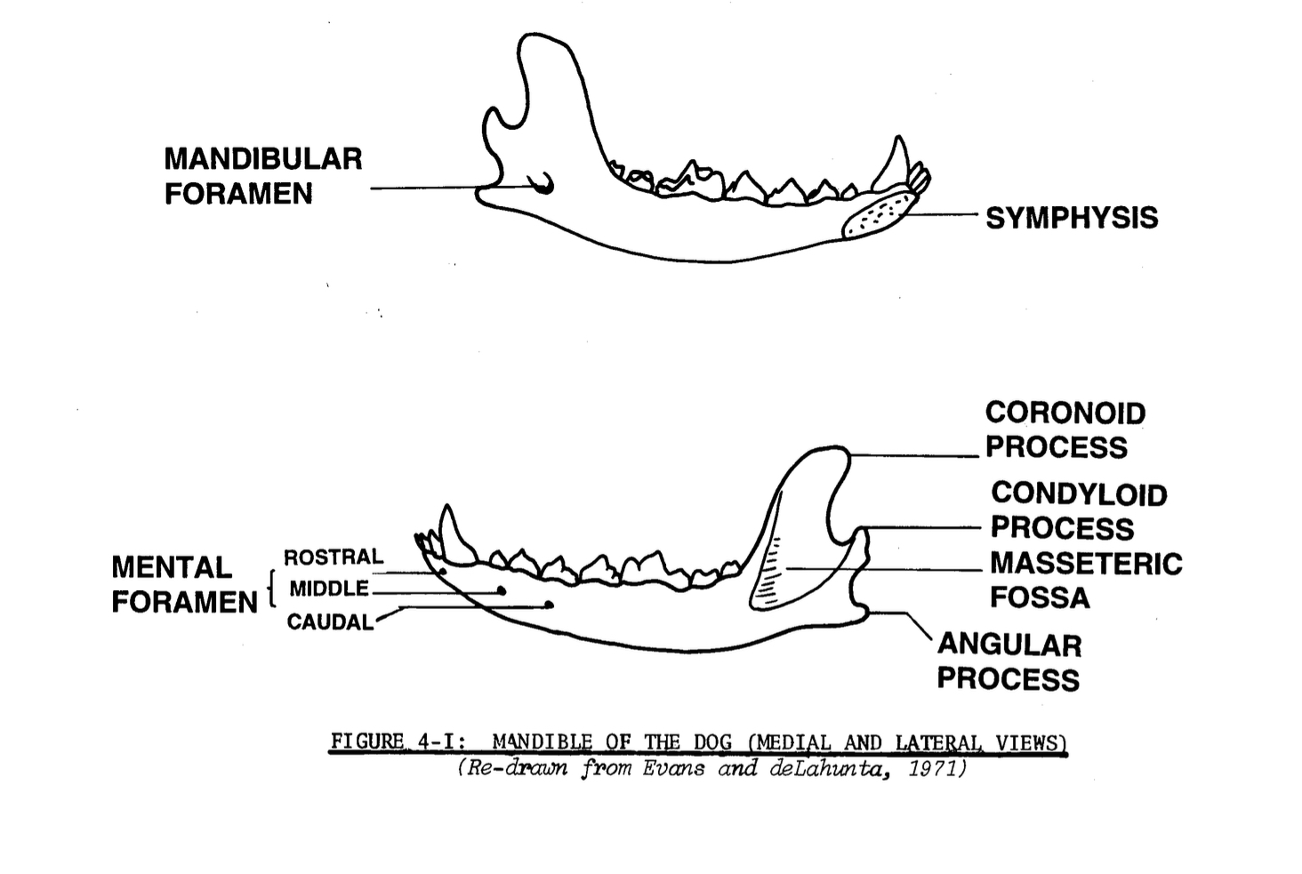 <p>Mandible</p>