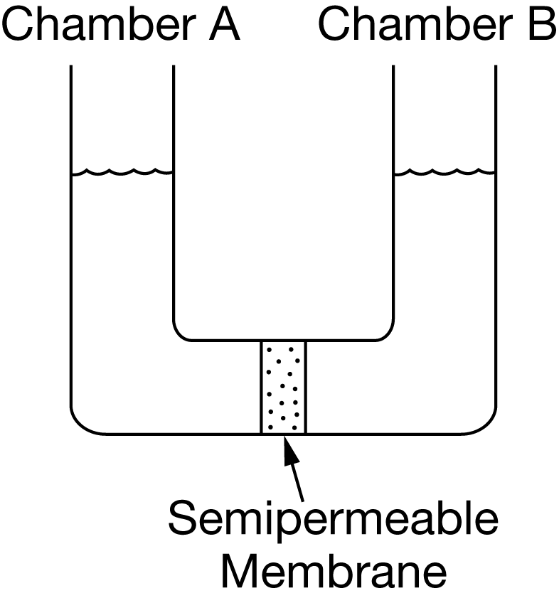 <p><span>A student placed a semipermeable membrane inside a U-shaped channel with two chambers, as shown. The membrane permits the movement of water but not salt. The student wants to vary the rate of osmosis that occurs across the membrane. Which of the following experimental designs will result in the fastest net rate of water movement into chamber A?</span></p><p>A) Placing salt water in chamber A and distilled water in chamber B</p><p>B) Placing distilled water in both chambers</p><p>C) Placing distilled water in chamber A and salt water in chamber B</p><p>D) Placing salt water in both chambers</p>