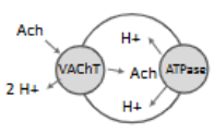 <p>uses co-transport to exchange pumped H+ for ACh</p>