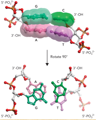 <ul><li><p>Bases are oriented so that hydrogen bonding with another base requires that they are arranged in a planar fashion, parallel to the adjacent bases on the same strand, and located in the interior of the helix</p></li><li><p>The base pairs are stacked upon each other within van der Waals distance</p></li><li><p>This provides stability to the molecule through the hydrophobic effect and van der Waals interactions</p></li></ul><p></p>