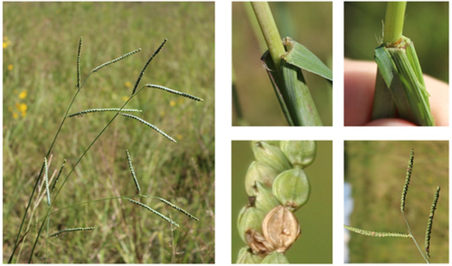<p>-glaucous, whitish and rubs off<br>-raceme like<br>-4-6 feet in height, native<br>-hairs?</p>
