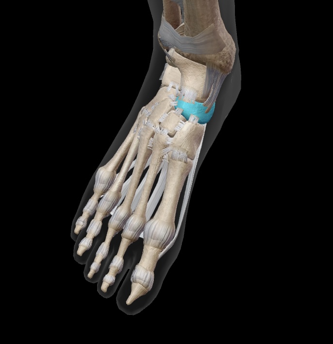 <p>this is the proximal medial bone of the mid-foot. it sits just posterior to the cuneiforms</p>