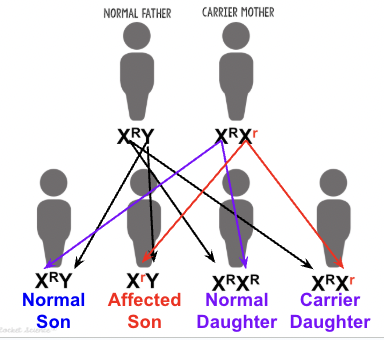<ul><li><p>females inherit X-linked genes as normal and the principle of dominance applies</p></li></ul><ul><li><p>Males inherit the gene on the X but not the Y so they will be affected if they get the recessive gene</p></li></ul><p></p>