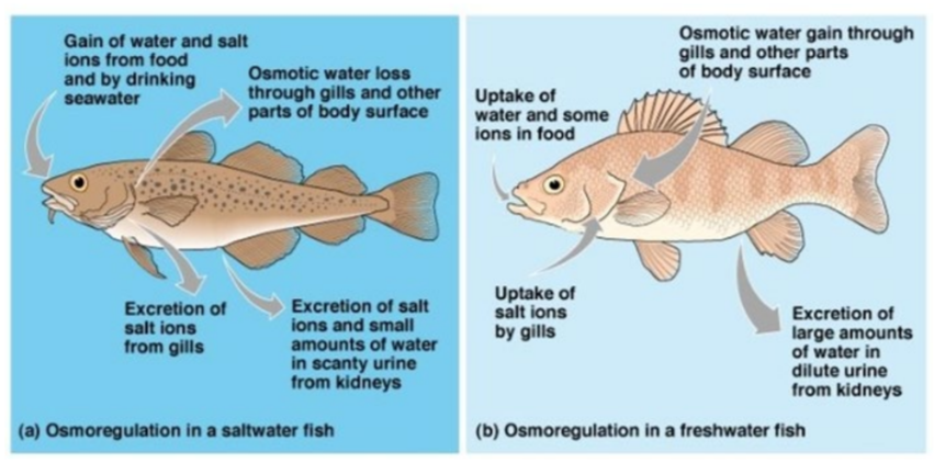 Osmoconformers cannot regulate their water and solute concentrations, their body fluids fluctuate with the changing solute concentration of their external environment.