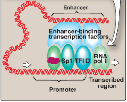 <p>Label this section of the core promoter site.</p>