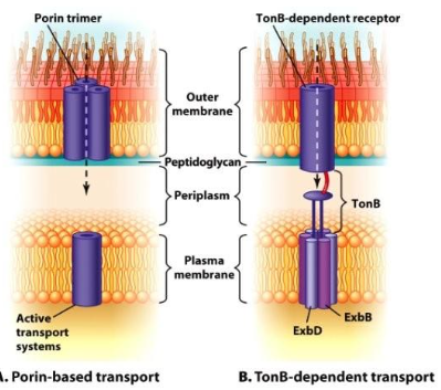 <p>G+ have peptidoglycan layers w/ large pores so it can go inside the cell.</p><p>G- cells have <strong>porins &amp; TonB</strong> proteins on the outer membrane. Porin transfers molecules into the periplasmic space. TonB receptors use PMF across the membrane through its high affinity for the molecule.</p><p>The Gram stain uses alcohol decolorization, which shrinks the large pores in G+, allowing for the crystal violet to stay. G+ = purple. G- = pink.</p>