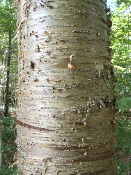 <p>Yellow Birch</p>