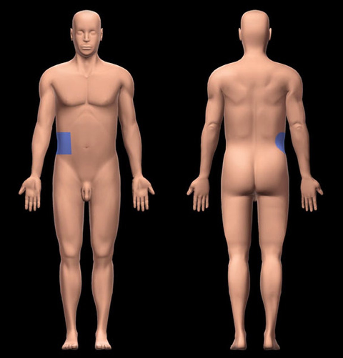 <p>Location:</p><p>Abdominal wall (anterior)</p><p>Description:</p><p>One of nine regions of abdominal cavity</p><p>Right lateral region</p><p>Contents include parts of small and large intestine, and right kidney</p>