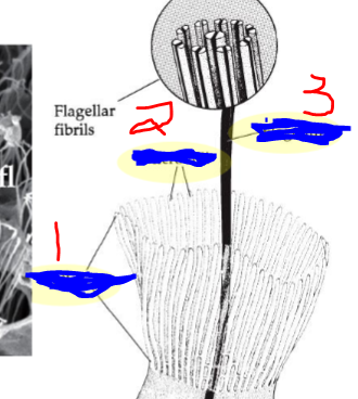 <p>What are 1-3? + what kind of cell?</p>