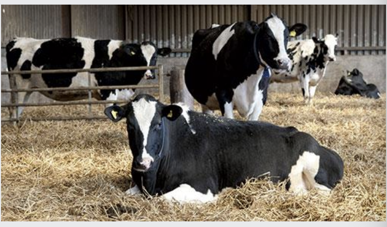 <p>• Dairy cattle</p><p>Winter housing</p><p></p><p>• Fattening cattle</p><p>Winter housing or intensive rearing</p><p></p><p>• Suckler cows</p><p>Winter housing</p>