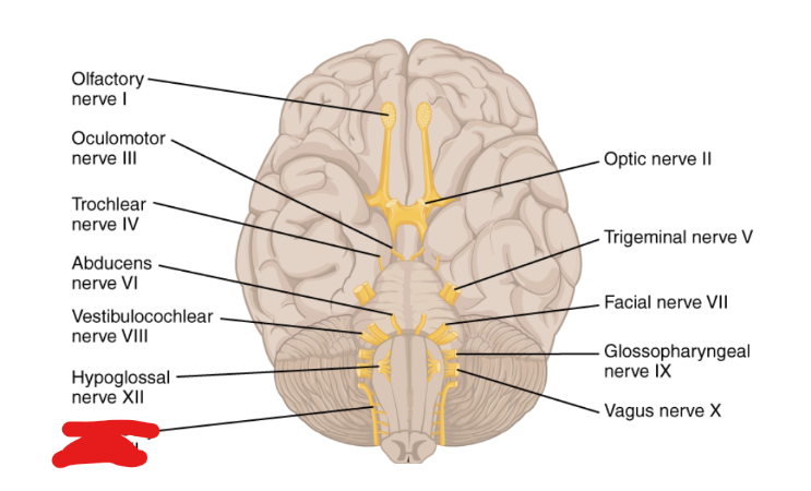 <p>What Cranial Nerve Is this?</p>