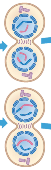 <p>Nuclear envelopes assemble around two daughter nuclei. Chromosomes decondense. Spindle disappears. Cytokinesis divides cells.</p>