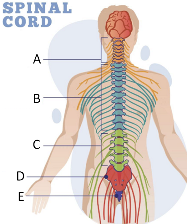 <p>C</p>