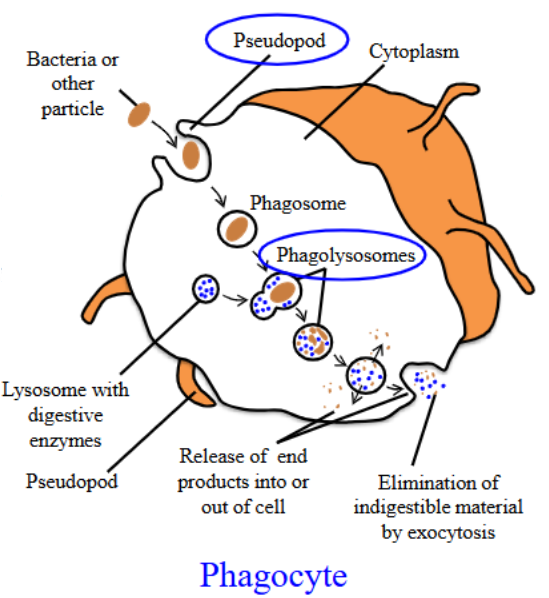 <ul><li><p>Injurious agent surrounded by pseudopods and internalized in membrane bound phagocytic vacuole. </p></li></ul><p></p>