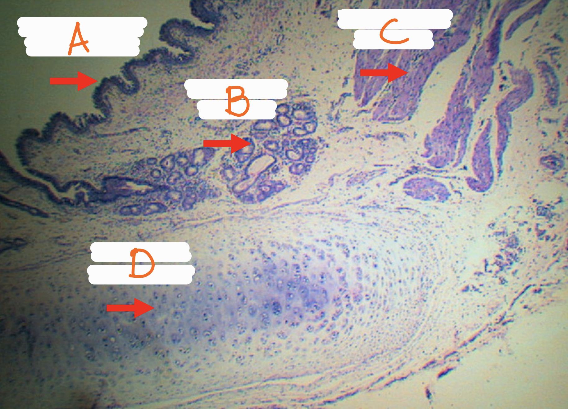 <p>Identify the structures</p>