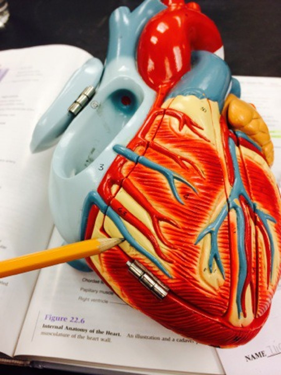 <p>Function: drains the right border of the heart;</p><p>travels along side the right marginal artery.</p>