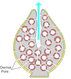 <p>What sponge body form is this?</p>