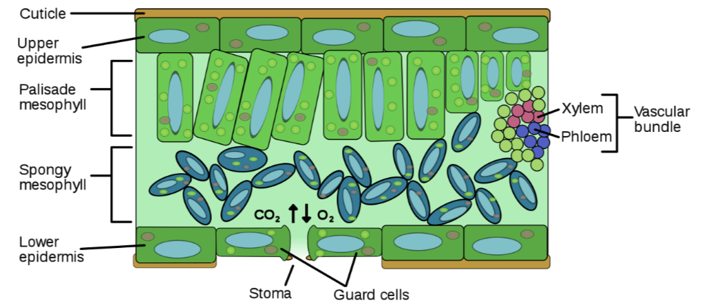 knowt flashcard image