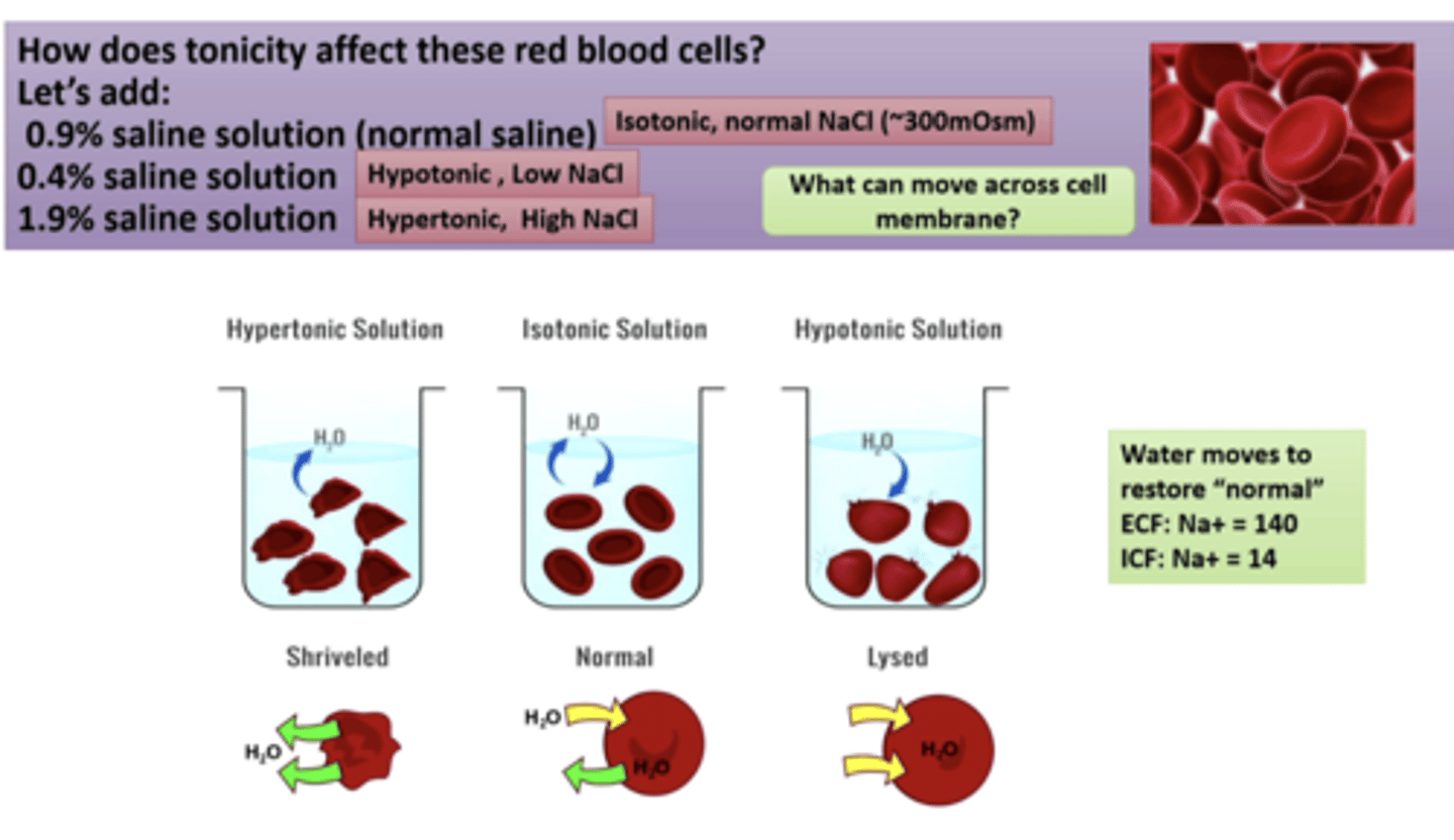 <p>how can tonicity affect red blood cells</p>
