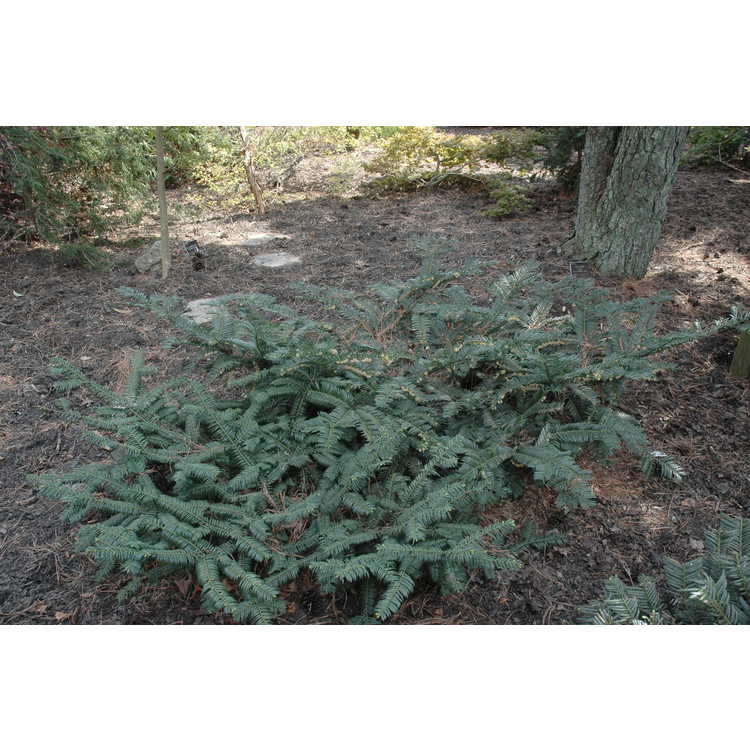 <p>Spreading Japanese Plum Yew</p>
