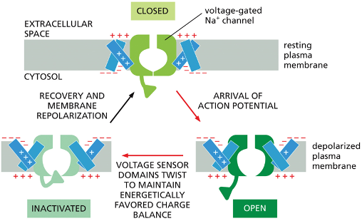 <p>then become inactivated before they recover</p><ul><li><p>cell has an automatic inactivating mechainsm&nbsp;</p></li><li><p>“timer” that adopts a special inactivated confirmation, where the channel is closed even though the membrane is still depolarized&nbsp;</p></li><li><p>remain inactivated until until the membrane potential has returned to its resting (negative value)&nbsp;</p></li></ul><p></p>