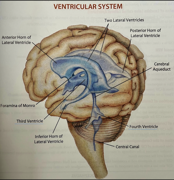 <p>Within the pons, rostral (anterior) medulla, and cerebellum</p>