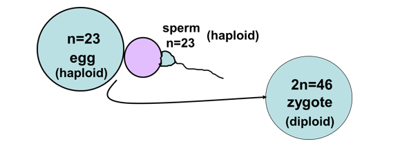 <p><span>Fertilisation is the joining of a sperm and ovum (egg cell) </span>it results in the formation of a zygote (fertilised egg)</p><p></p>