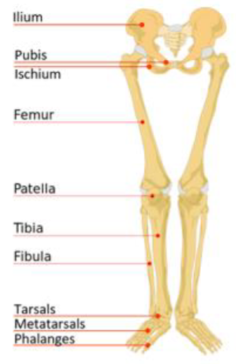 <ul><li><p>thigh- femur</p></li><li><p>patella- knee cap</p></li><li><p>leg- tibia</p><ul><li><p>large bone- shin</p></li><li><p>fibula- small lateral</p></li></ul></li><li><p>ankle- tarsals refer to group of bones in the ankle</p><ul><li><p>calcaneous- heel bone, one of the tarsal</p></li></ul></li><li><p>metatarsal bones</p></li><li><p>toes-phalanges</p></li></ul><p></p>