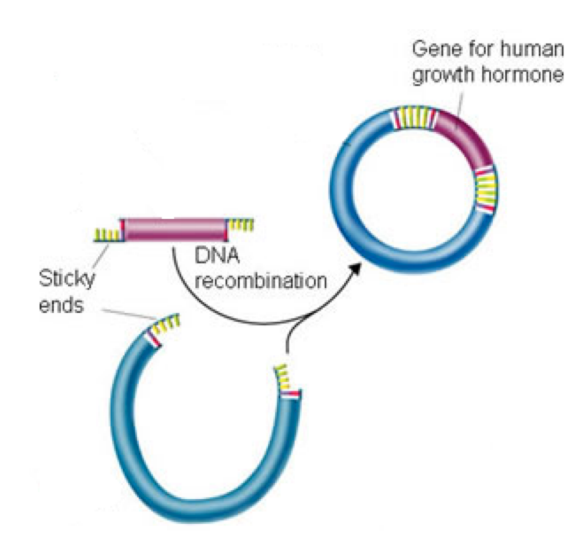 <p><strong>STEP 3 – Splice the Human DNA into the Plasmid using DNA ligase</strong></p><ul><li><p>The sticky ends of the Human and Plasmid DNA anneal to each other and are spliced together by ligase</p></li><li><p>The gene foreign to the vector (ie. The human gene) is now referred to as RECOMBINANT DNA (it has recombined)</p></li></ul><p></p>