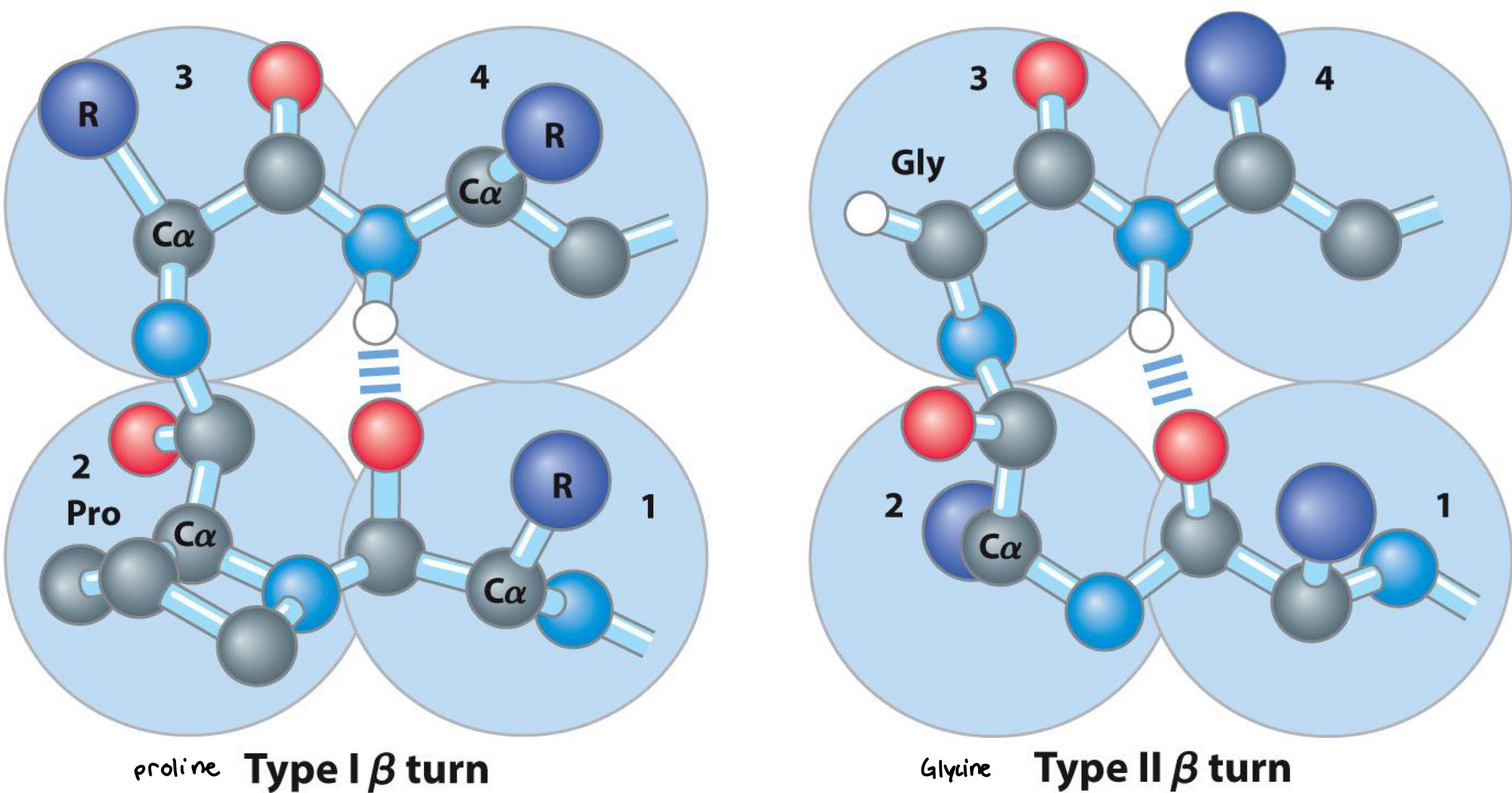 <p><span>Part of Beta sheets</span><br><span>Occur whenever strands change the direction</span><br><span>Proline in position 2 or glycine in position 3 are common</span></p>