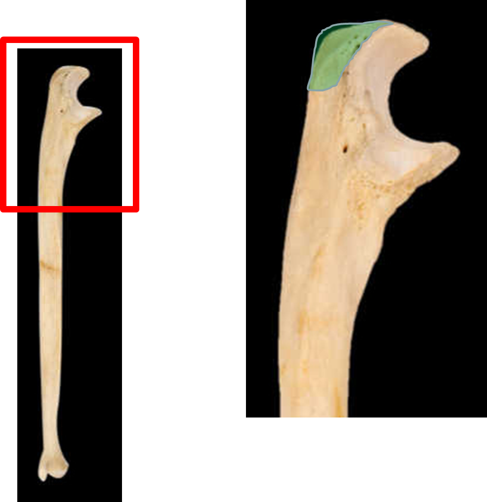 <p>olecranon process</p>