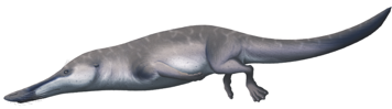<p>Remingtonocetidae</p>