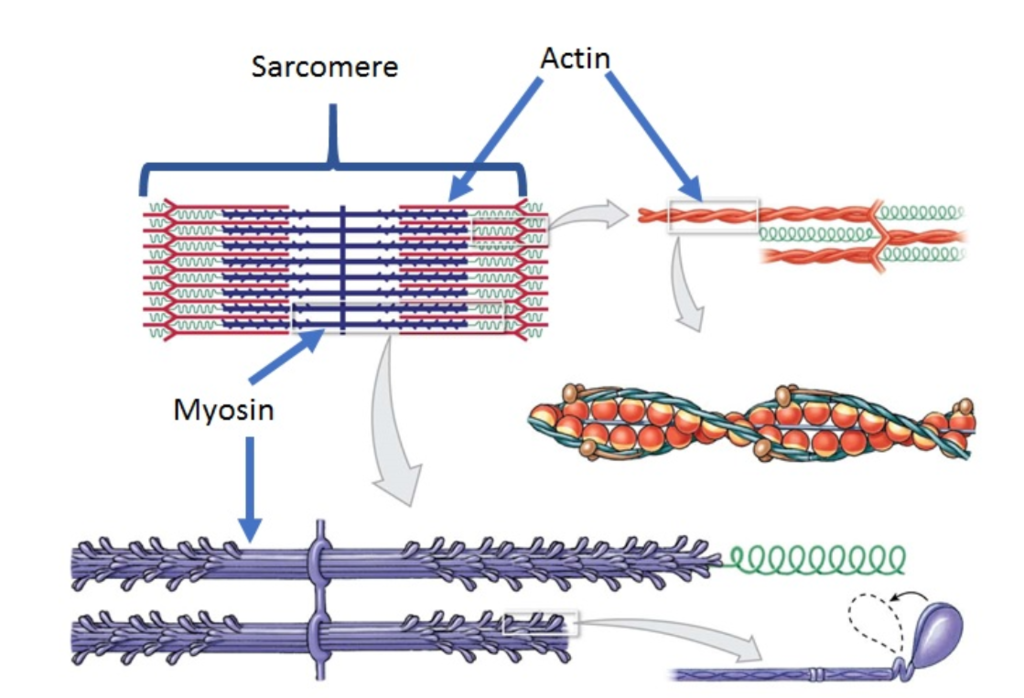 <p>Myosin Filaments</p>