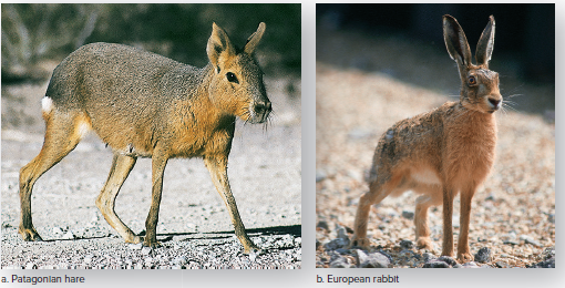 Patagonian hare and European rabbit.