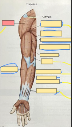 <p>covers the shoulder joint </p><p>abducts the upper arm</p>