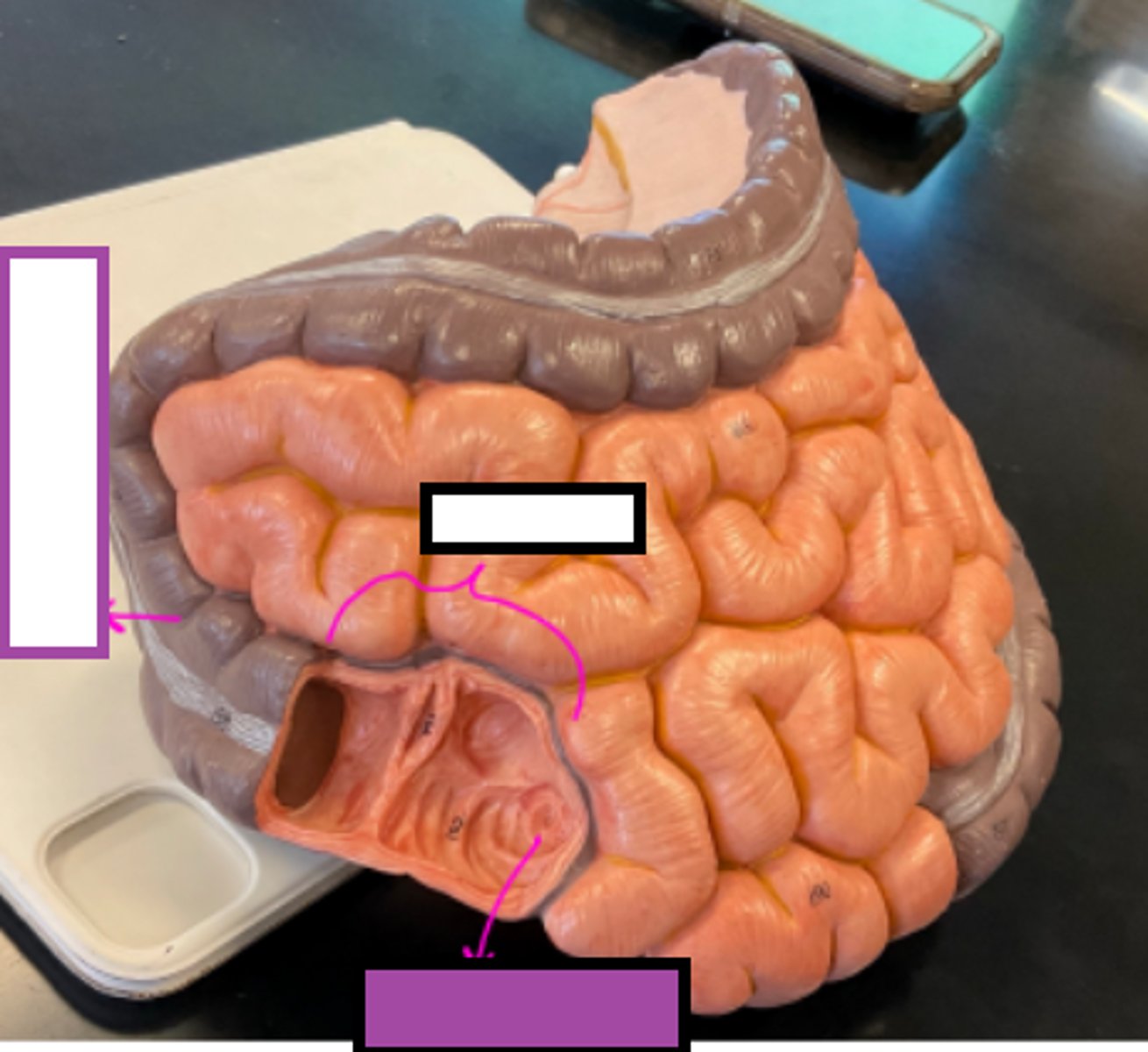 knowt flashcard image