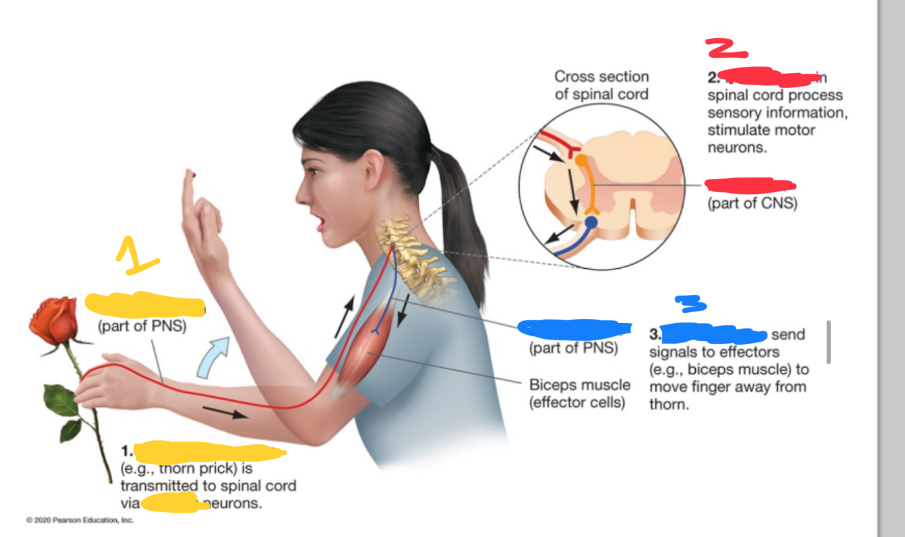 <ol><li><p>?</p></li><li><p>?</p></li><li><p>?</p></li></ol><p></p><p>Motor Neurons , sensory neurons , Interneurons </p>