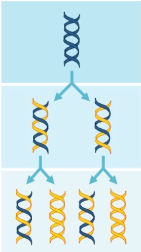 <p>the two parental strands each make a copy of itself</p><p>after one round of replication, the 2 daughter molecules each have 1 parental and 1 new strand</p>
